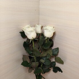 Роза белая 5 штук