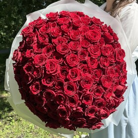 101 красная эквадорская Роза