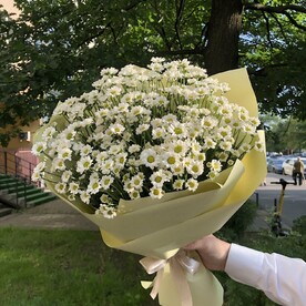 Солнечные ромашки