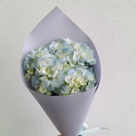 Гортензия в упаковке