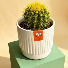 «Солнечная колючка»