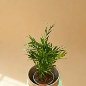 «Тропическая грация»