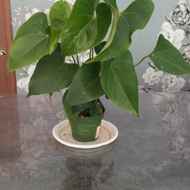 Антуриум Red