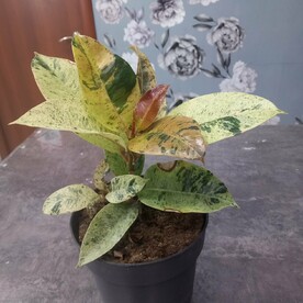 Фикус Elastica Moonshine