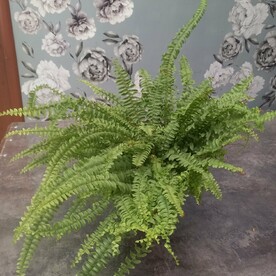 Нефролепис Green Lady