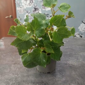 Бегония элатиор Double Mix