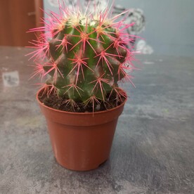 Эхинокактус Grusoni color