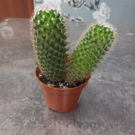 Маммилярия Mix