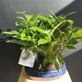 Бонсай фикус