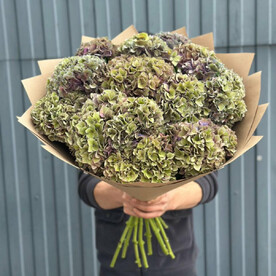 Гортензия Голландия