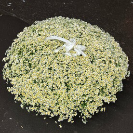 Танацетум в корзине