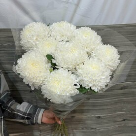 Хризантема одноголовая