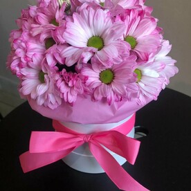 Нежно-розовая хризантема