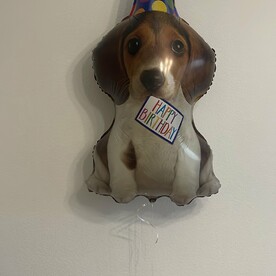 Щенок в колпаке