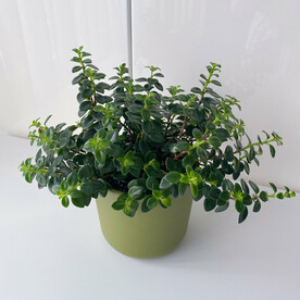 Нематантус "Золотая рыбка"