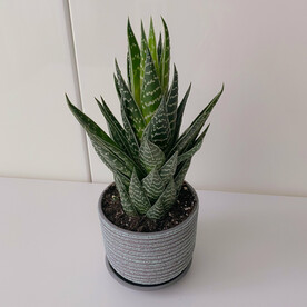 Алоэ "Тики Тахи"