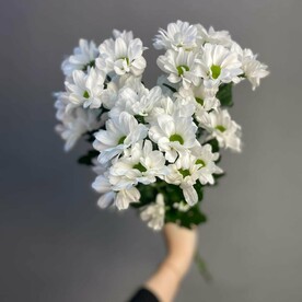 3 хризантемы