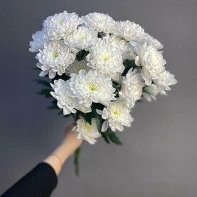 Хризантема кустовая  под ленту