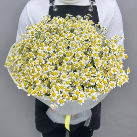Ромашки кустовые Камилла в букете 15 шт 50 см Q153