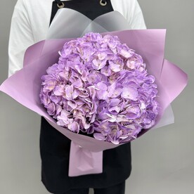 Гортензии сиреневые Колумбия 3 шт 50 см Q195