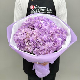 Гортензии сиреневые Колумбия 5 шт 50 см Q196