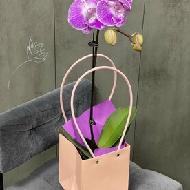 Фаленопсис (орхидея) в сумочке