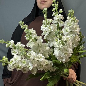 Ароматный Маттила