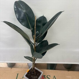 Фикус робуста 50 см