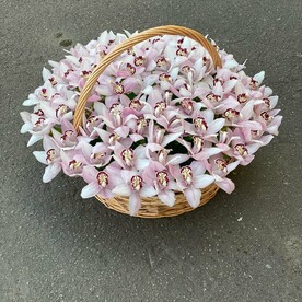 101 орхидея в корзине