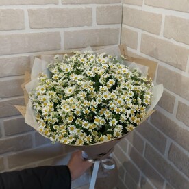 Букет из 25 ромашек Камилла