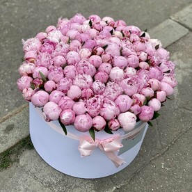 101 пион в коробке