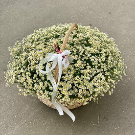 Ромашки в корзине