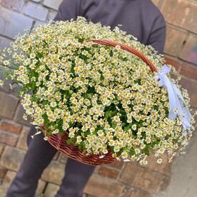 101 ромашка в корзине