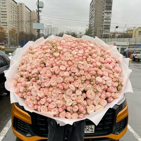 Роза Бомбастик 101