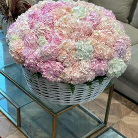 Гортензия Колумбия