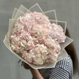 Нежно-розовая гортензия