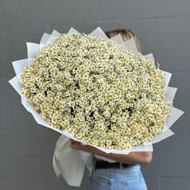 Огромный букет из 101 ромашки