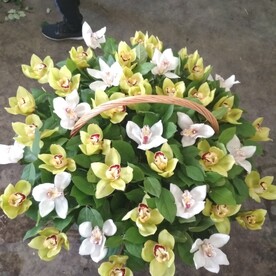 Корзина из орхидей цимбидиум