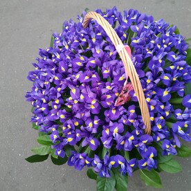 Ирис кис кис