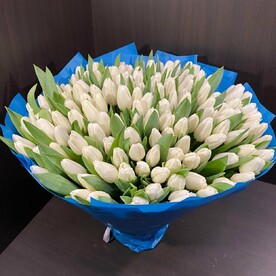 151 белые тюльпаны