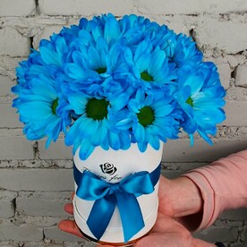 Голубая хризантема в шляпной коробке