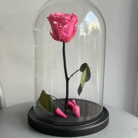 Роза в колбе Премиум малиновая