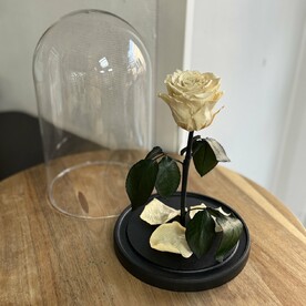 Роза в колбе премиум