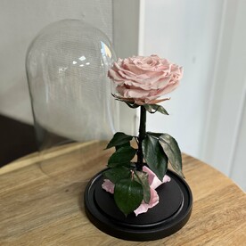 Роза в колбе Вип пудра