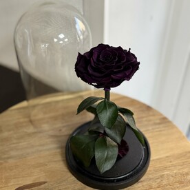 Роза в колбе Вип фиолетовая