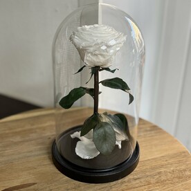 Роза в колбе Вип белая