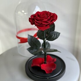 Роза в колбе Вип красная