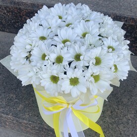 Ромашковое поле