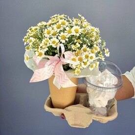 Набор ко дню Влюбленных: ромашки и безе