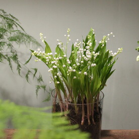 Ландыши из майского сада